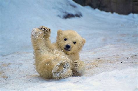 13 Adorables oseznos polares para celebrar el Día Internacional del Oso