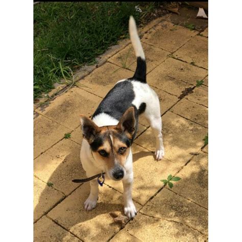 Cooper ~ Foxy X Jack Russell On Trial 261019 Small Male Miniature
