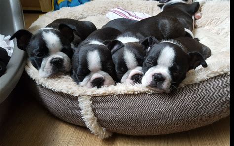 73 Boston Bulldog Puppies For Sale Image Bleumoonproductions