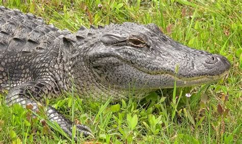 Watch 11 Foot Alligator Breaks Into Florida Womans Home ערוץ 7