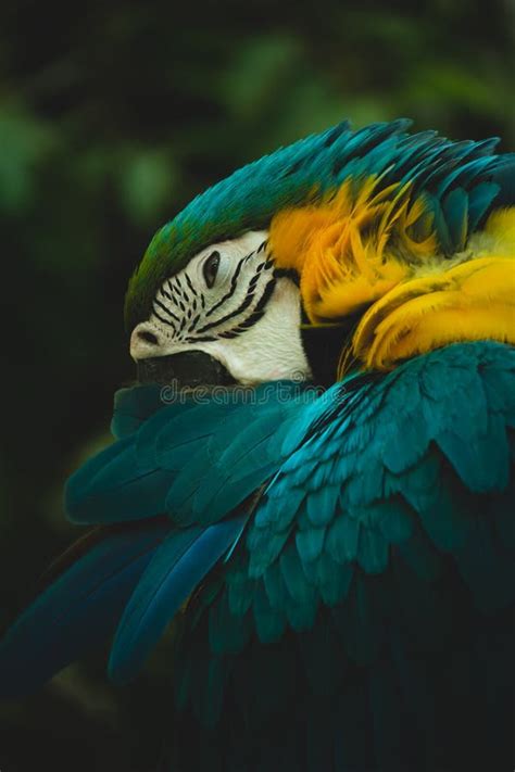 Portrait Of Blue And Yellow Macaw And X28ara Araraunaand X29 Stock Photo