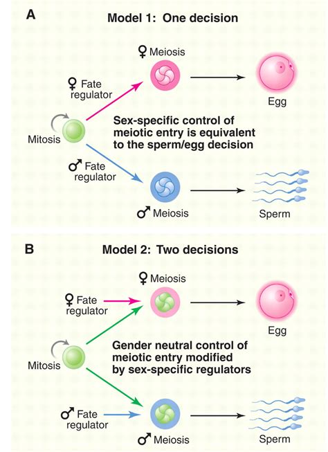 The Mysteries Of Sexual Identity The Germ Cells Perspective Science