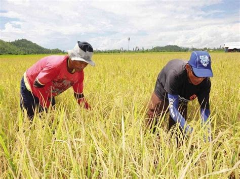 Pagkalugi Ng Mga Magsasaka Dahil Sa Rice Tariffication Law Hindi