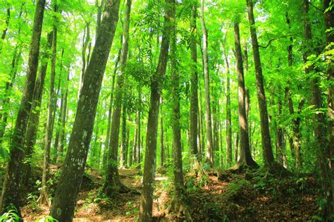 Hutan Di Indonesia Newstempo