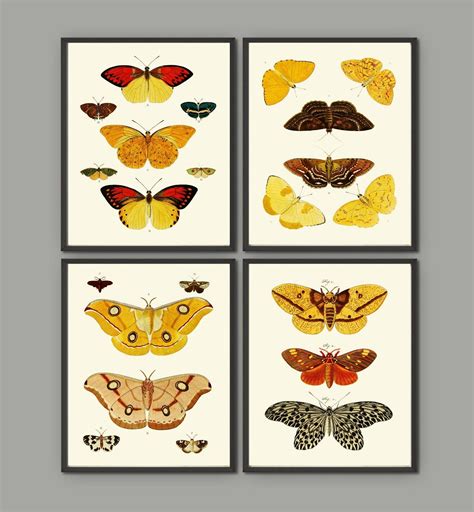 Butterfly Print Set Of 4 Prints Beautiful Antique Butterflies Etsy