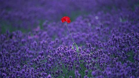 Lavender Hd Wallpapers Wallpaper High Definition High Quality