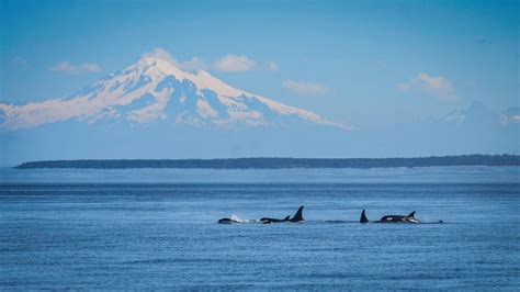 Eight Calves Born To The Endangered Southern Resident Orcas Who Swim In