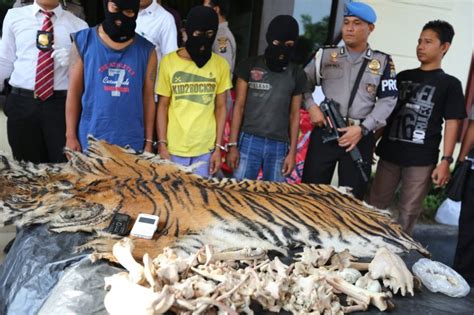 Penangkapan Perdagangan Kulit Harimau Sumatera Foto 2 1654792