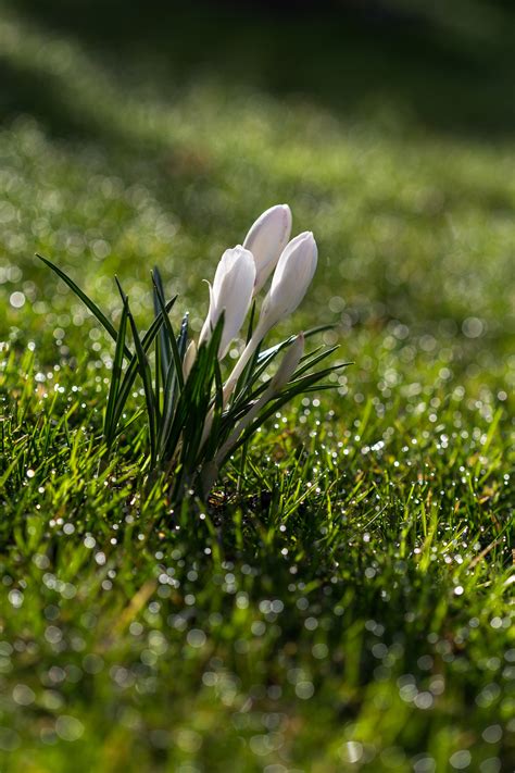 Free Images Nature Blossom Bokeh White Lawn Meadow Sunlight