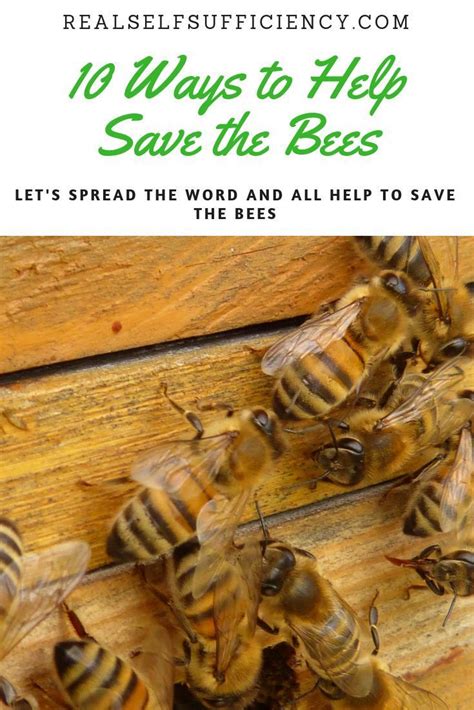 10 Ways To Help Save The Bees Save The Bees Bee Friendly Garden How