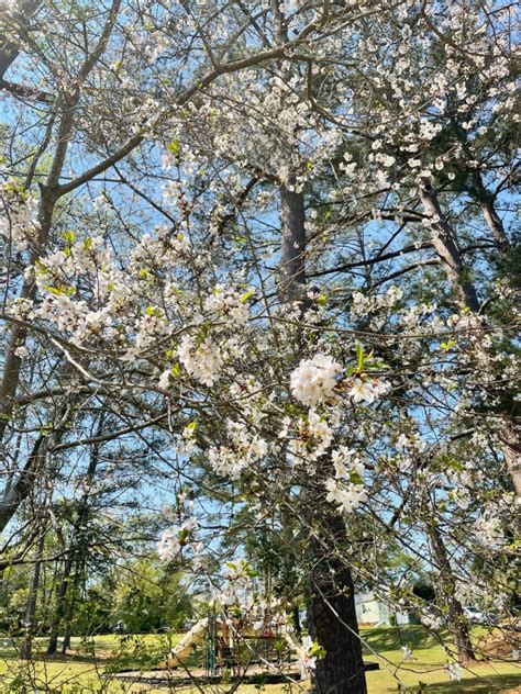5 Tips For Visiting The Macon Cherry Blossom Festival Always Up For