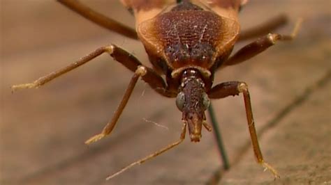 Cdc Warns Tn Of Kissing Bug Chagas Disease Youtube