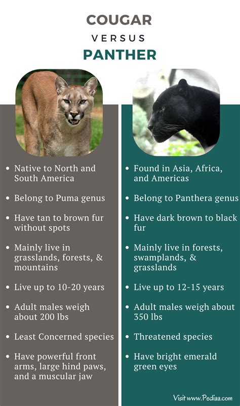 Difference Between Cougar And Panther Facts Features Behaviour