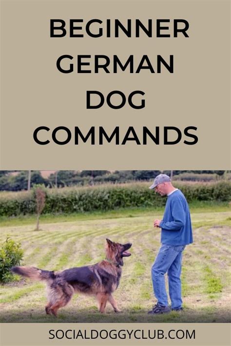 Different Beginner German Dog Commands Dog Commands German Dog