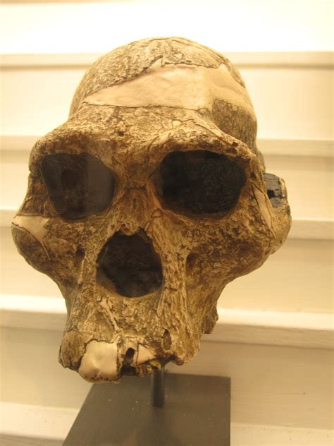Fileaustralopithecus Africanus Img 2924 Wikimedia Commons