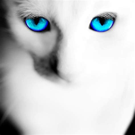 White Cat Photograph Turquoise Eyes Surreal Animal Art Cat Decor