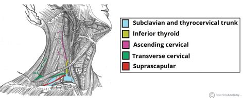 Veins and arteries in neck. Major Arteries of the Head and Neck - Carotid - TeachMeAnatomy