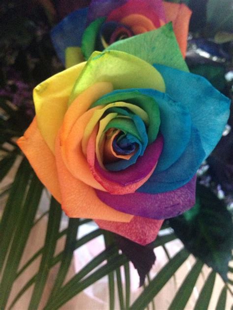 Rainbow Rose Aries Ts Rainbow Roses Rose