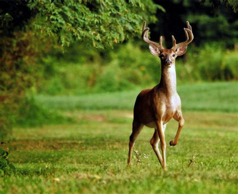 Maryland Deer Archery Season Opens September 11 2020 Chesapeake Crier