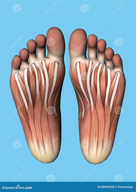 Anatomy Bottom View Of Foot Stock Illustration Image 60902256