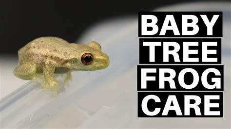 Baby Tree Frog Care Guide And Setup Benjamins Exotics Youtube
