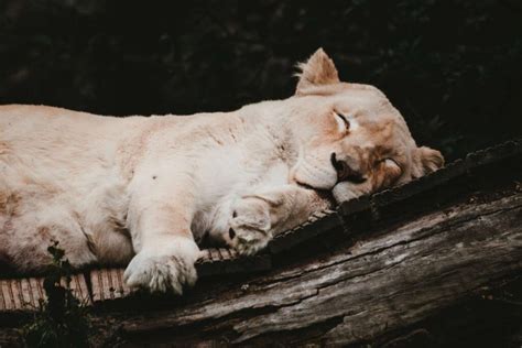 25 Adorable Photos Of Animals Napping That Will Melt Your Heart Page