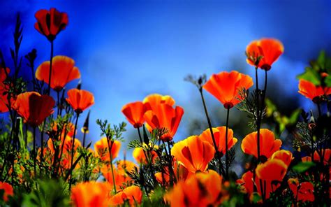 Poppies Wallpapers Wallpaper Cave