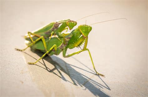 4 Reasons Why Female Praying Mantis Eat The Male 2022