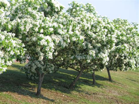 11 great fragrant trees for your landscape. Chinese Fringe Tree