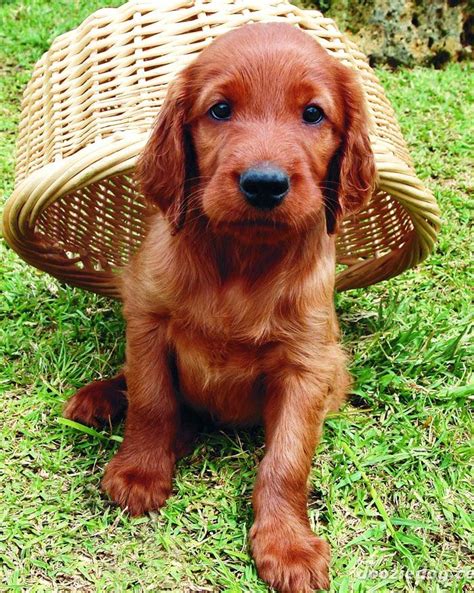 Training Irish Setter Puppies What Should You Look For In An Irish