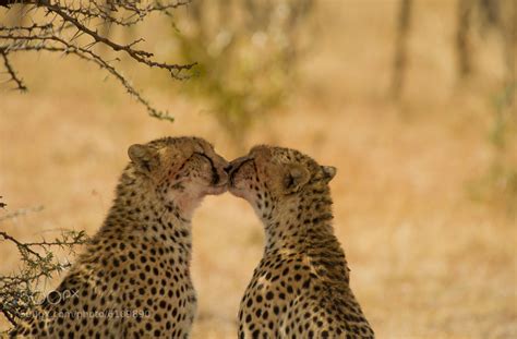 Photograph Cheetah Kiss By Hari Santharam On 500px