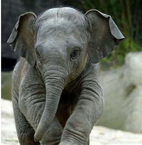 elephant care resources international elephant foundation
