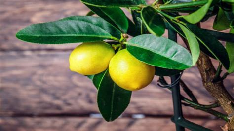 Citrus Tree Killing Bacteria Found On Insects In San Diego