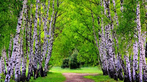 Summer Birch Trees And Road Wallpapers 1920x1080 1495683