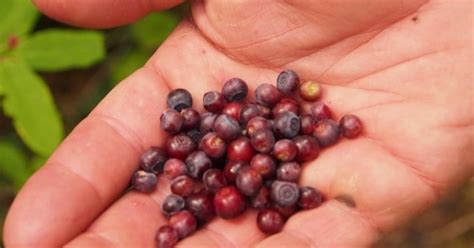 Edible Berries Of The Wild Outside Bozeman