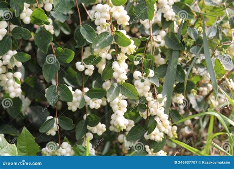 Common Snowberry Symphoricarpos Albus With White Berries Stock Image