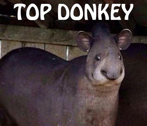 Top Donkey Top Donkey Know Your Meme
