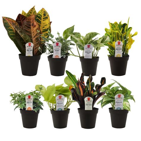 Exotic Angel Plants House Plants Indoor Plants The Home Depot