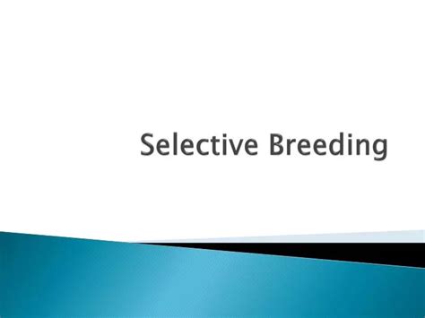 Ppt Selective Breeding Powerpoint Presentation Free Download Id2588889