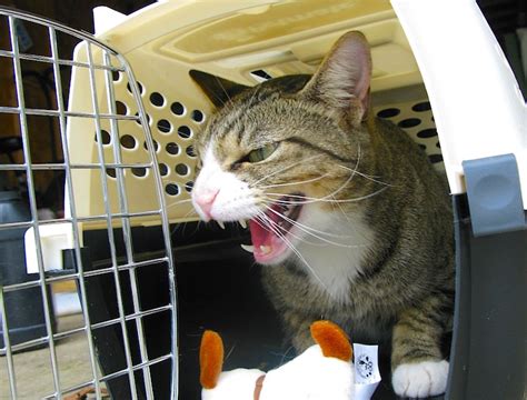 How To Get Angry Cat In Carrier Cat Meme Stock Pictures And Photos