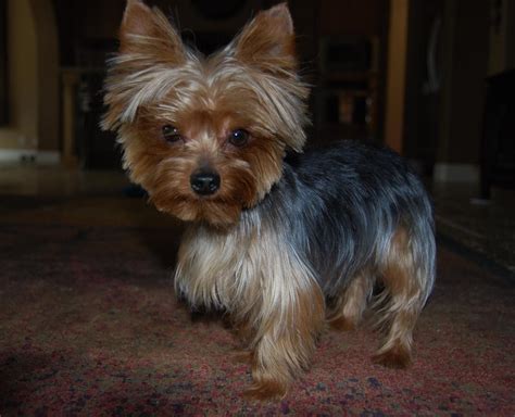 Yorkshire Terrier Hairstyles Yorkshire Terrier Haircuts