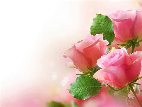 Bunga Mawar Pink Hd Wallpaper Pxfuel