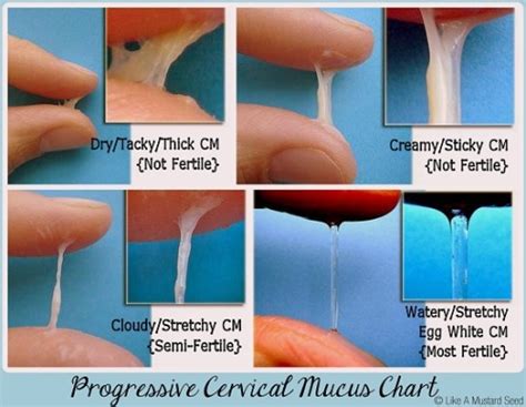 Cervical Mucus On Tumblr