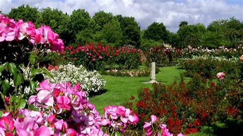 San jose municipal rose garden. San Jose Municipal Rose Garden on Vimeo