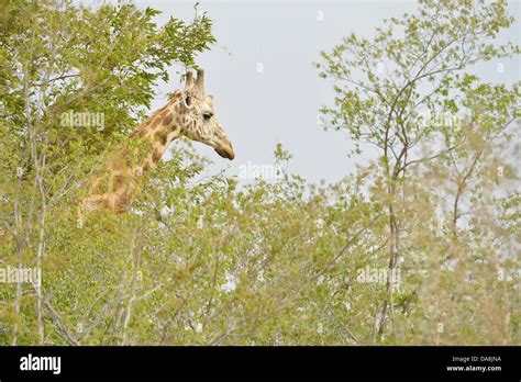 West African Giraffe Niger Giraffe Nigerian Giraffe Giraffa