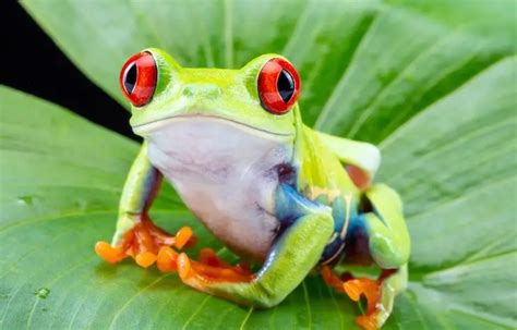 Top 17 Most Popular Pet Frogs For Beginners