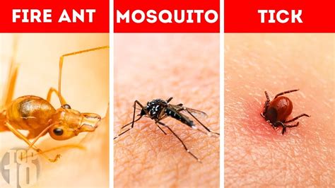 10 Bug Bites You Need To Be Able To Identify 10 Top Buzz