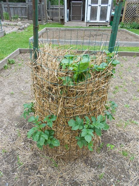 In The Garden With Give How To Build A Potato Tower