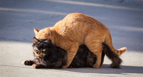Caring For Cats In Heat Protecting A Cat Looking To Mate