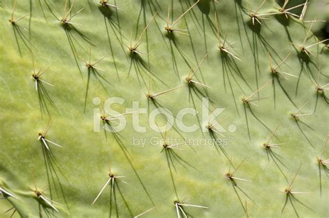 Cactus Texture Stock Photo Royalty Free Freeimages